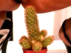 Cactus in pussy