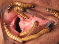 Worms eat pussy